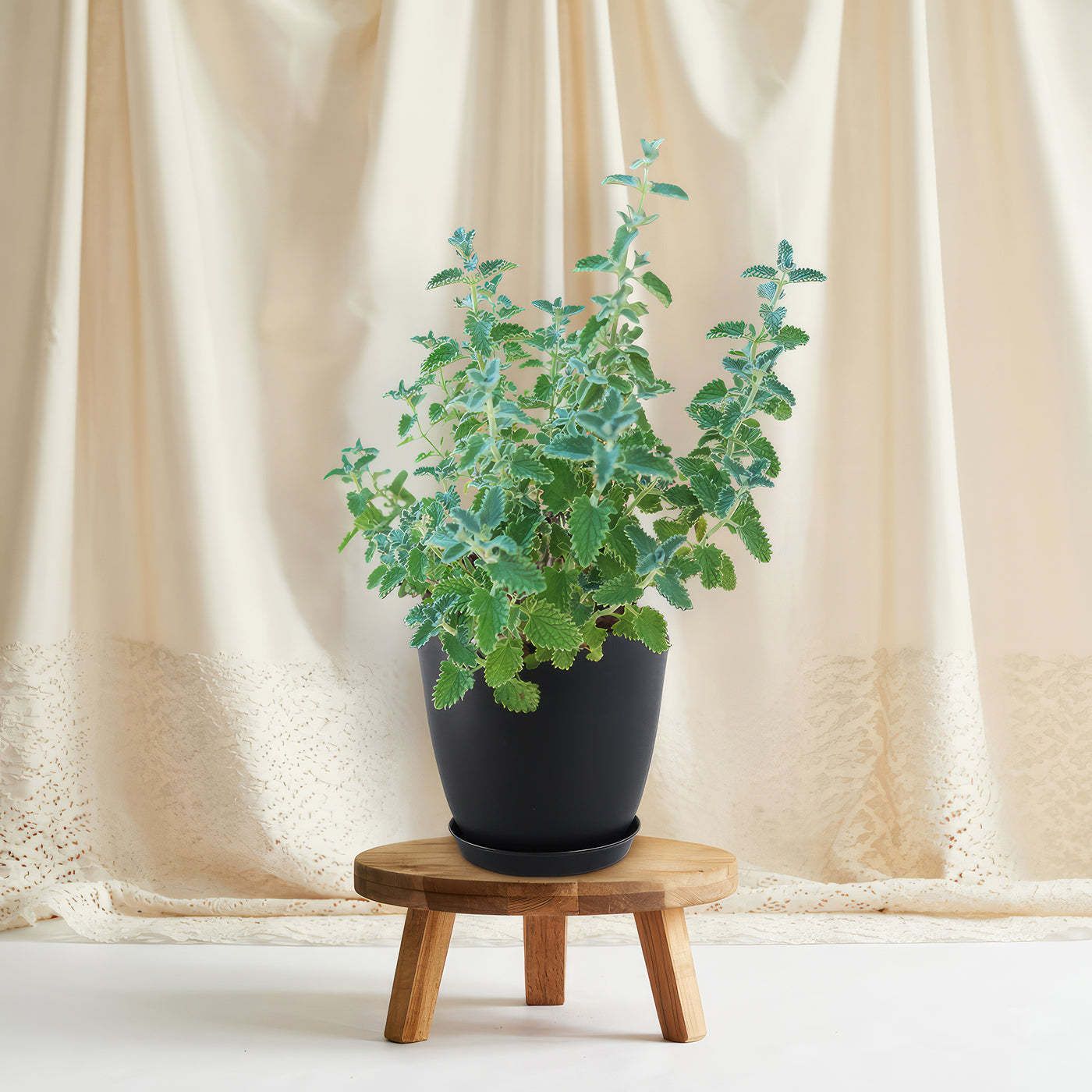 Catmint Plant ‘Nepeta faassenii’