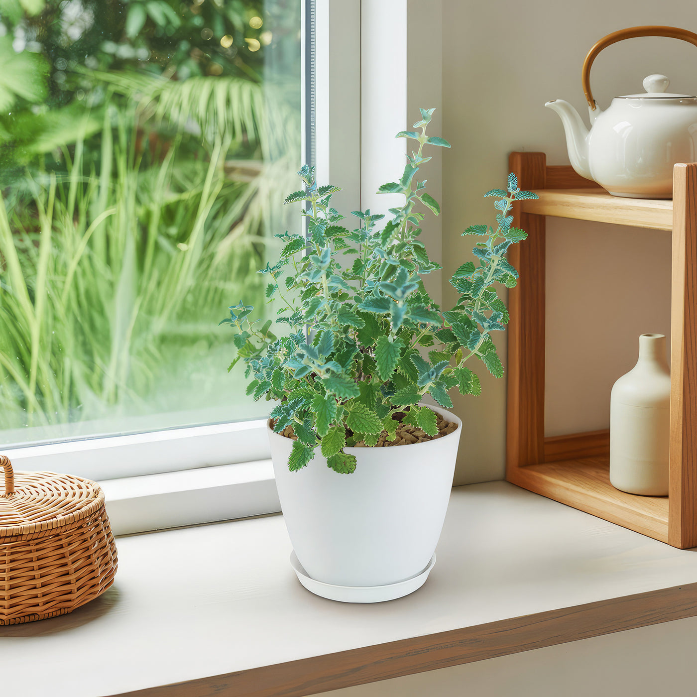 Catmint Plant ‘Nepeta faassenii’