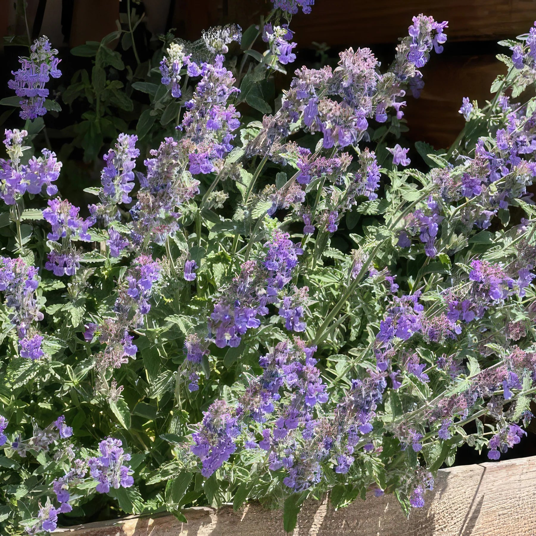 Catmint Plant ‘Nepeta faassenii’