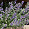 Catmint Plant ‘Nepeta faassenii’