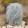 Old Man Cactus &