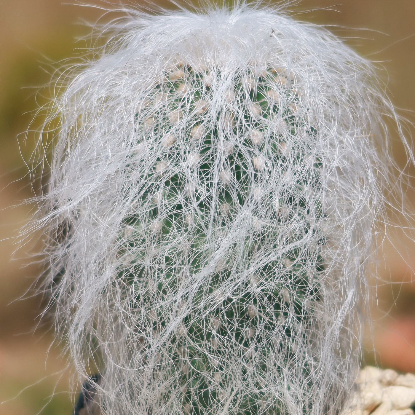 old man's beard succulent Old Man Cactus 'Cephalocereus senilis' 2.5" Pot