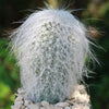 Old Man Cactus &