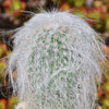 Old Man Cactus &