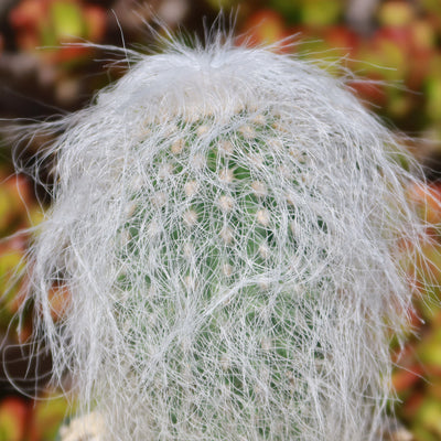 Old Man Cactus 'Cephalocereus senilis'