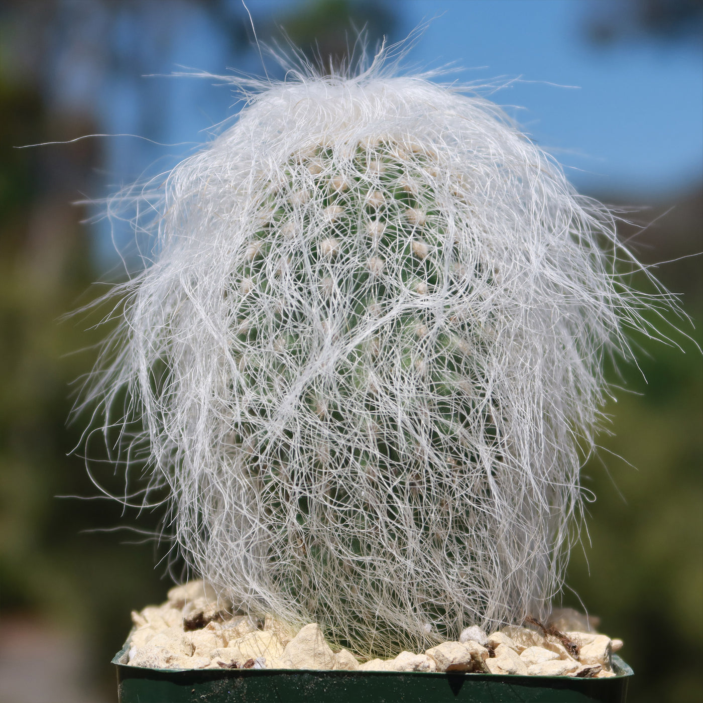 old man succulent Old Man Cactus 'Cephalocereus senilis'