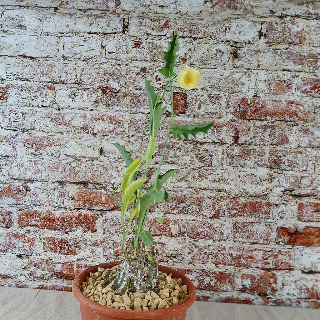 Cephalopentandra ecirrhosa