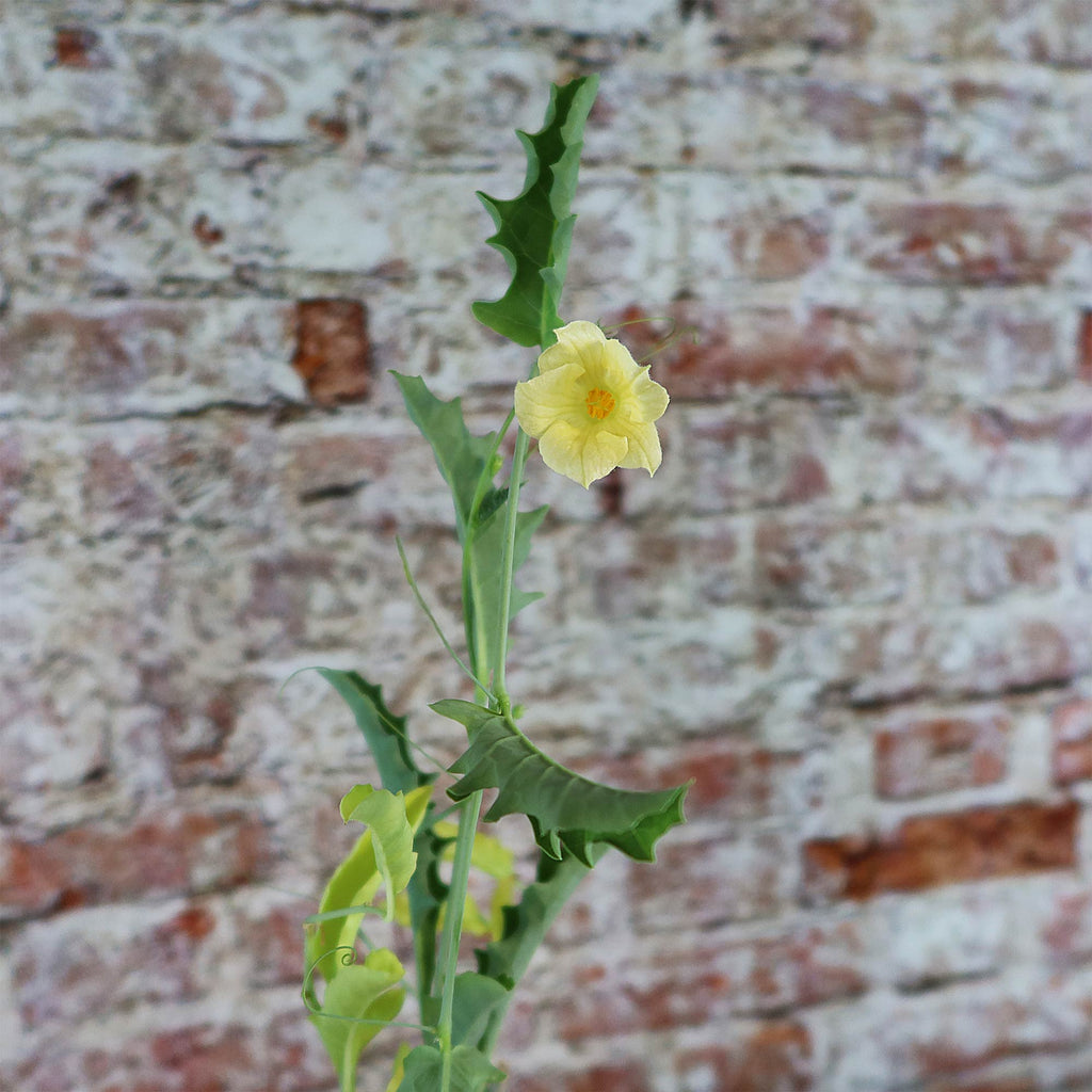 Cephalopentandra ecirrhosa