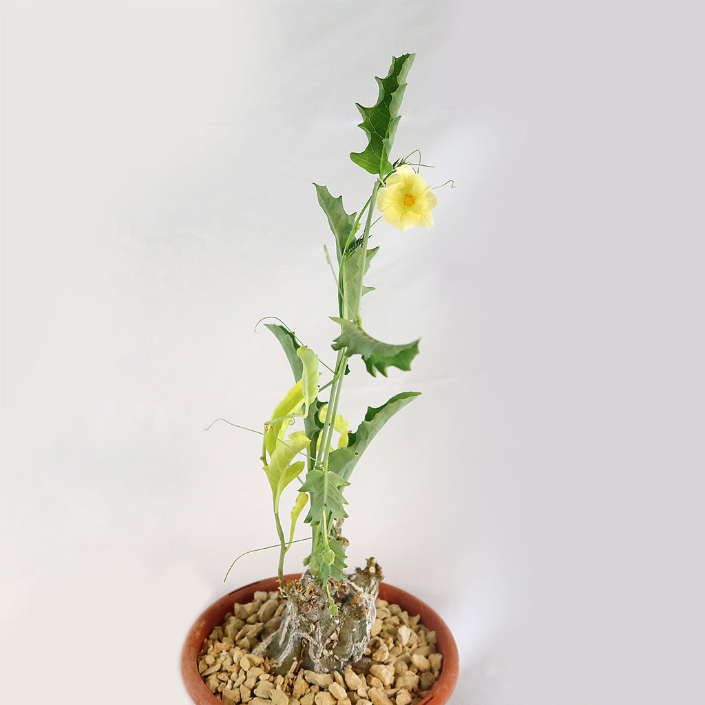 Cephalopentandra ecirrhosa