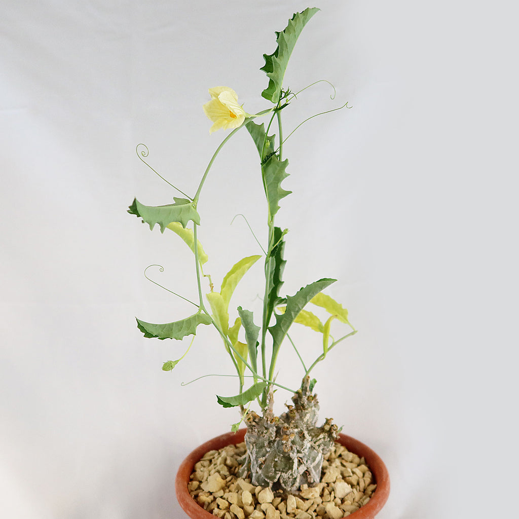 Cephalopentandra ecirrhosa