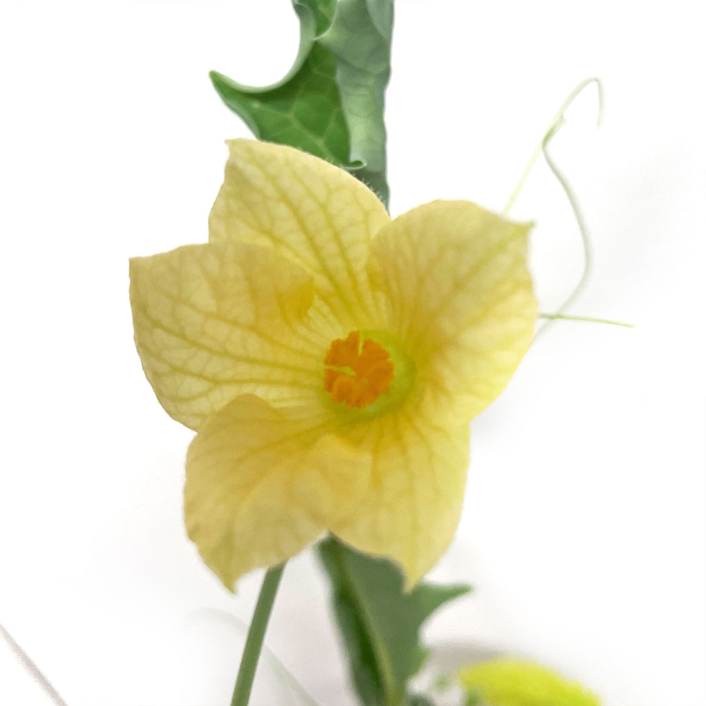 Cephalopentandra ecirrhosa