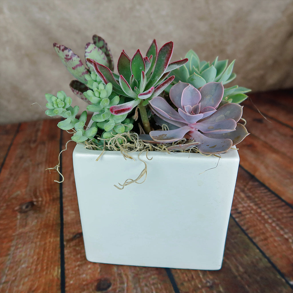 Ceramic Square Cube Pot