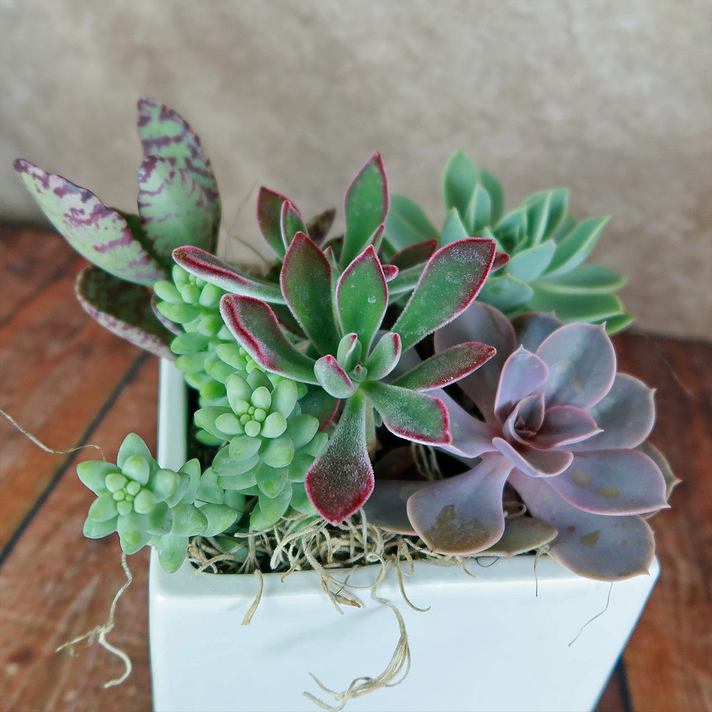 Ceramic Square Cube Pot