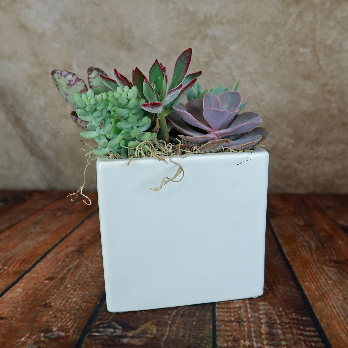 succulent in square pot Ceramic Square Cube Pot 2.5" Pot / White