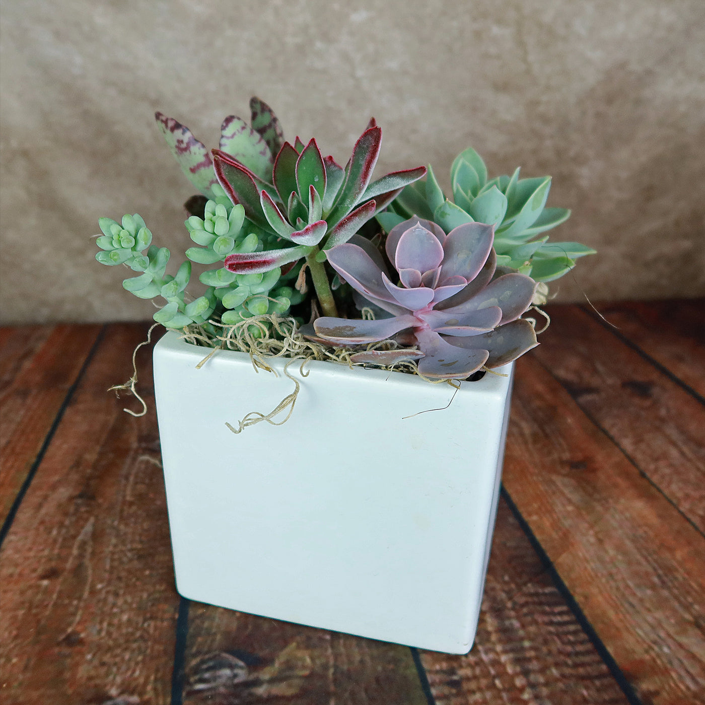 square ceramic indoor plant pots Ceramic Square Cube Pot 2.5" Pot / White