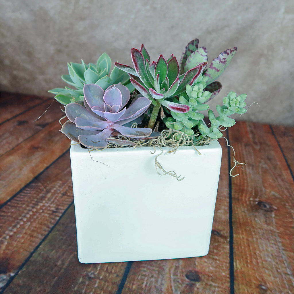 Ceramic Square Cube Pot