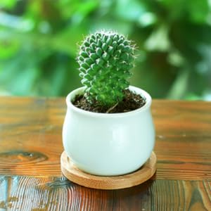 Ceramic Flower Pot with Drainage and Bamboo Tray - Ideal for Cactus and Small Planters