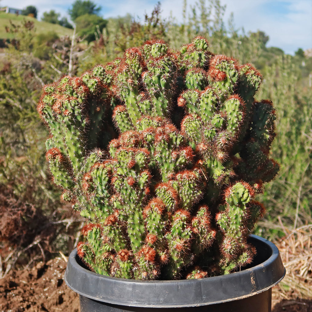 Cereus rapandus peruvians monstrose