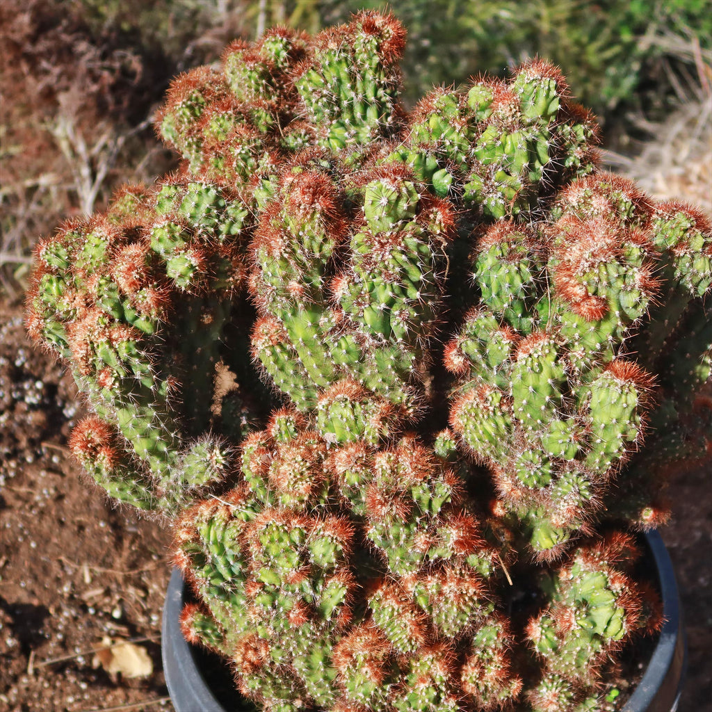 Cereus rapandus peruvians monstrose