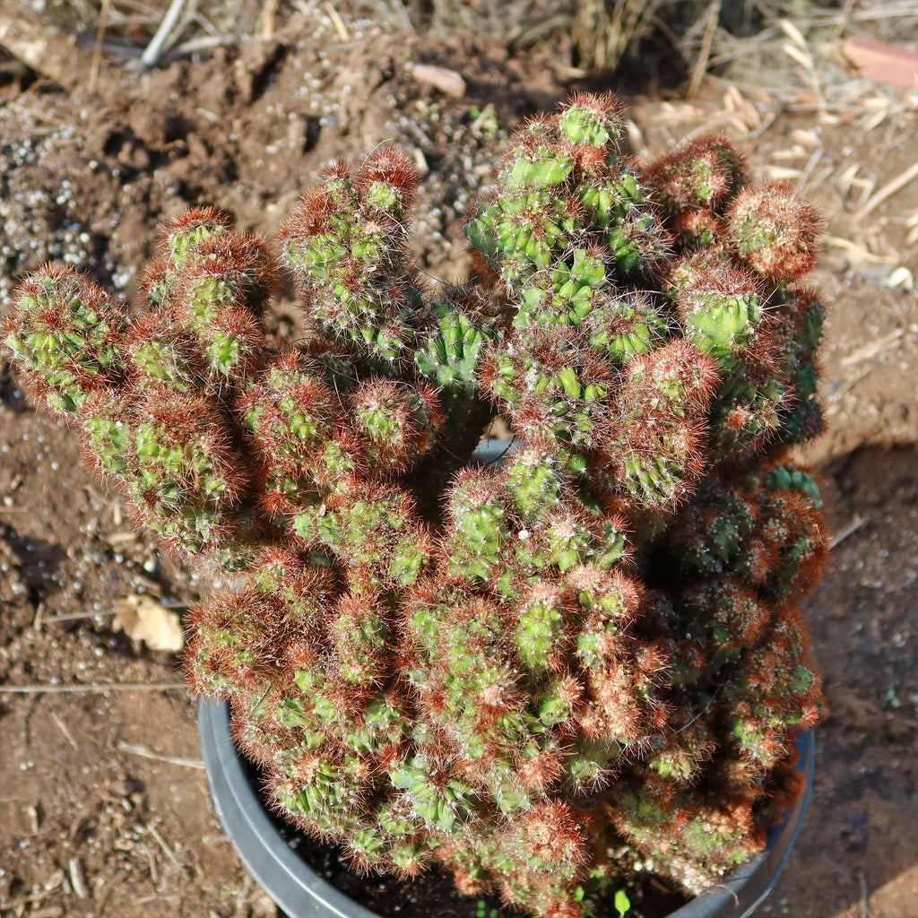 Cereus rapandus peruvians monstrose