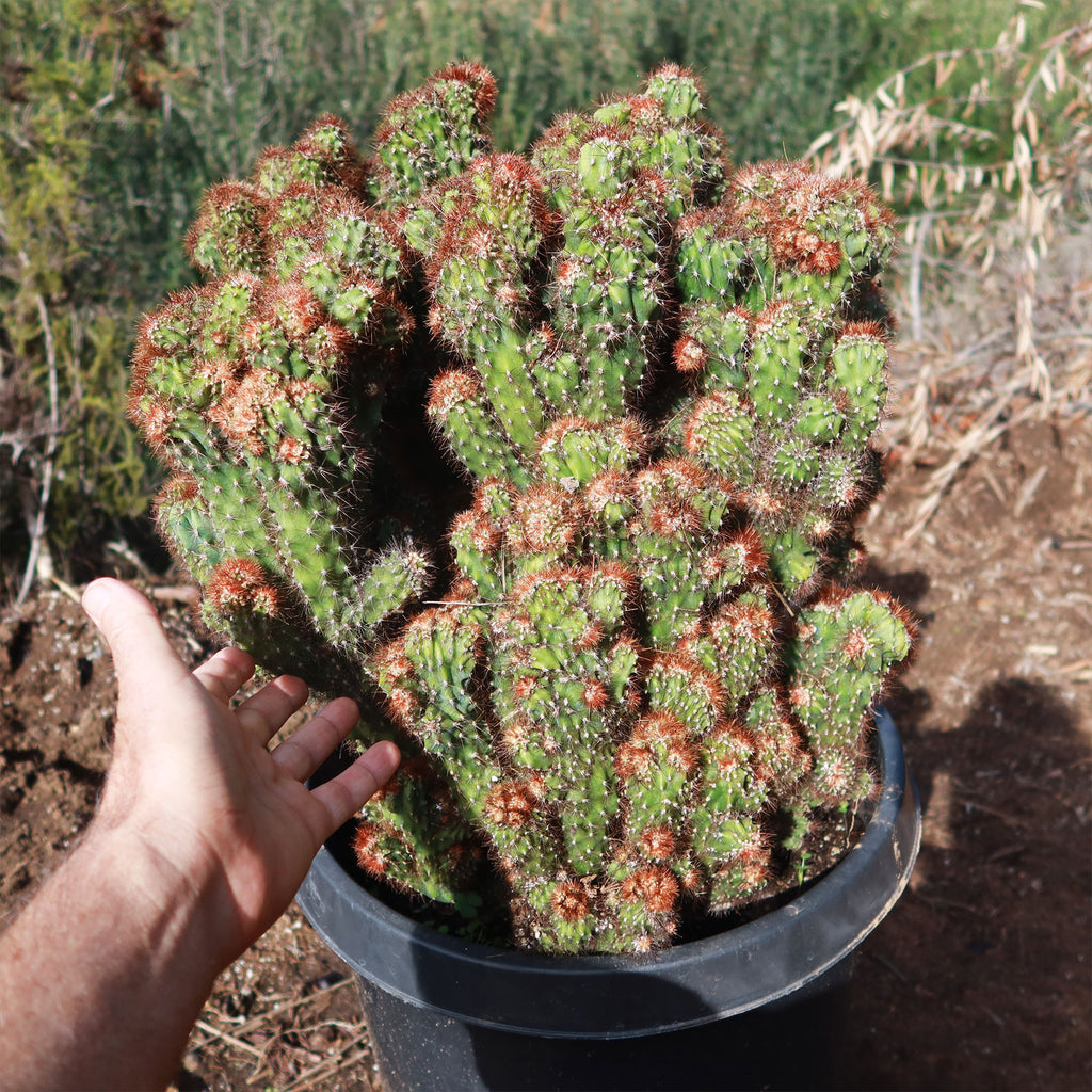 Cereus rapandus peruvians monstrose
