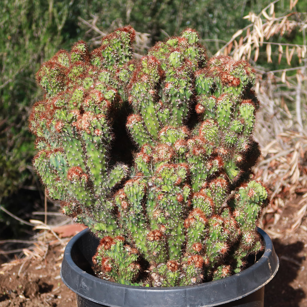 Cereus rapandus peruvians monstrose