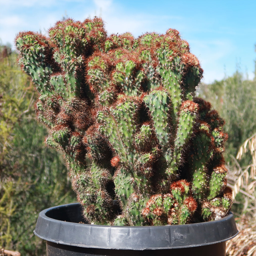 Cereus rapandus peruvians monstrose