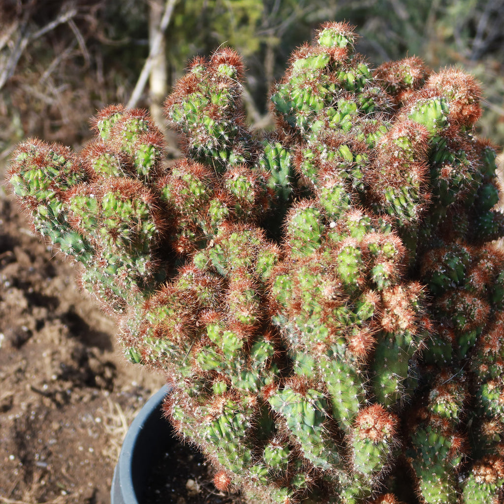 Cereus rapandus peruvians monstrose
