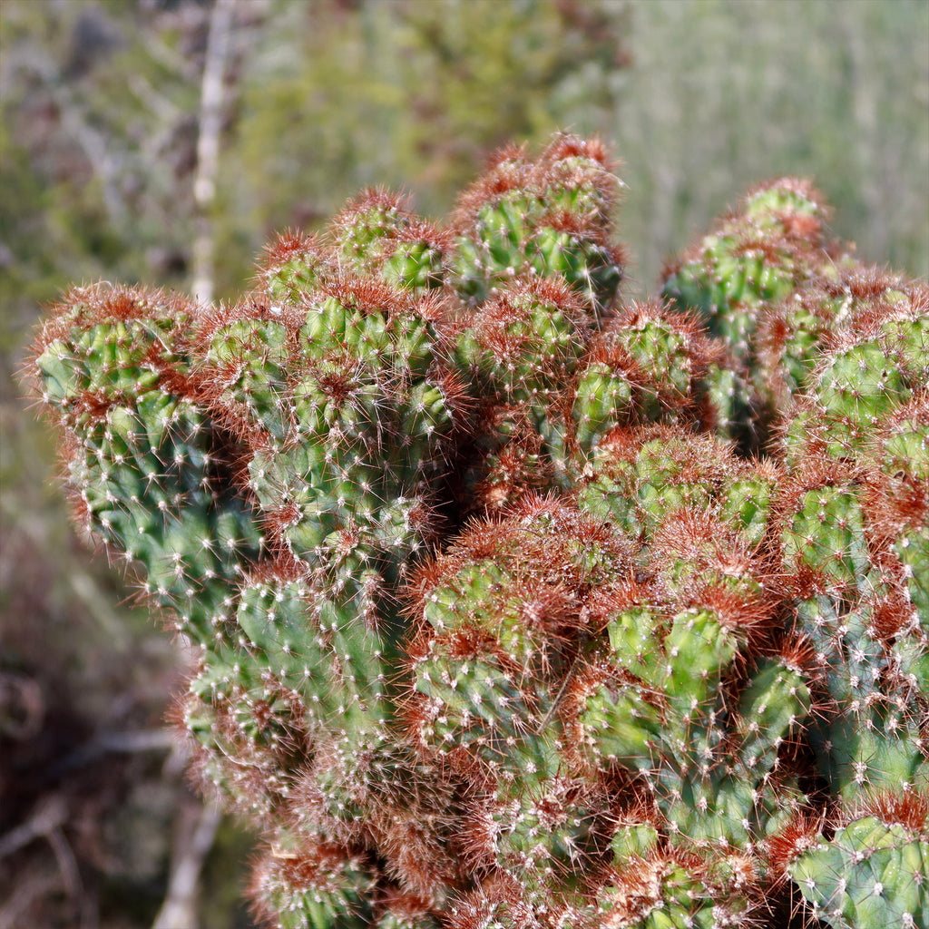 Cereus rapandus peruvians monstrose