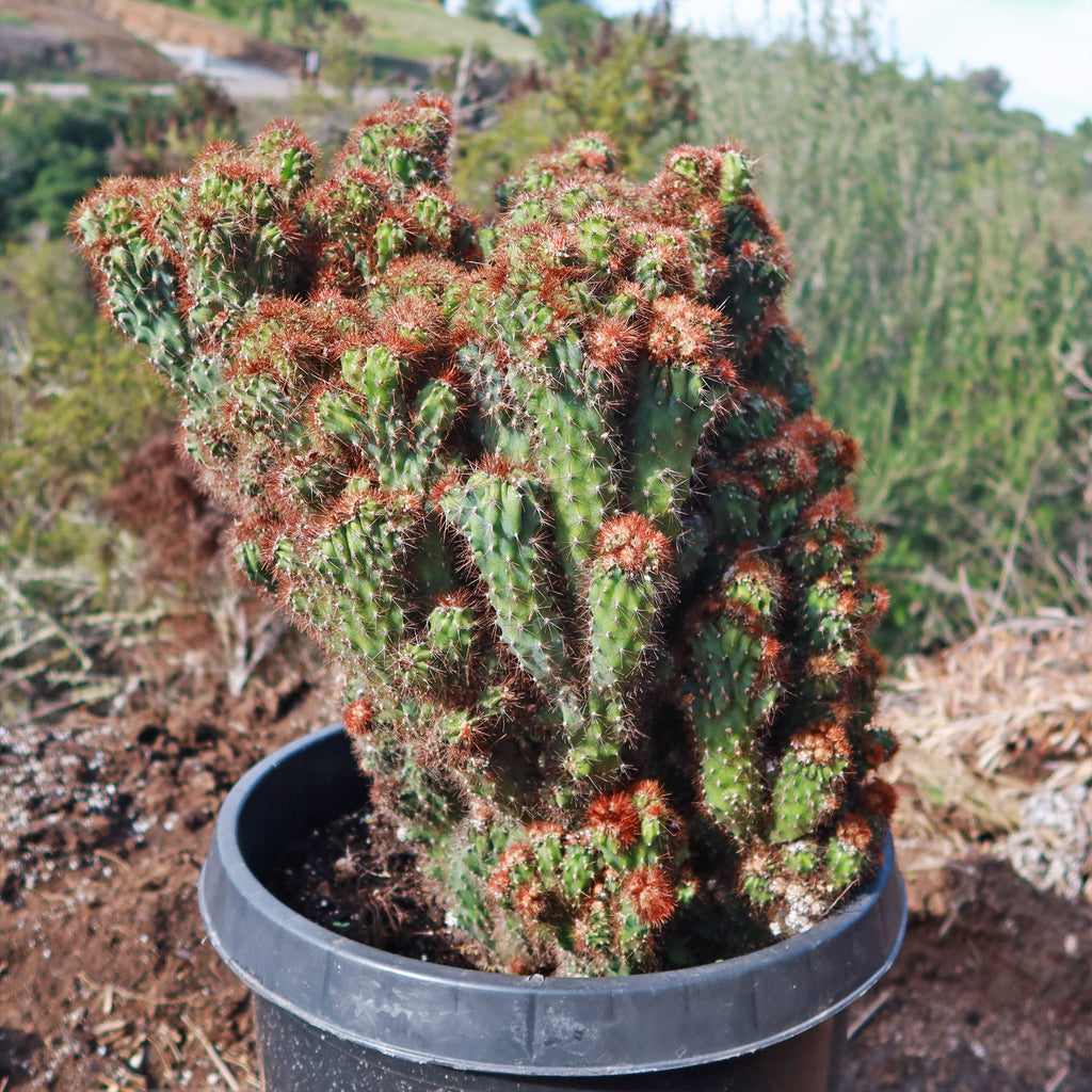 Cereus rapandus peruvians monstrose