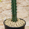 Cereus aethiops