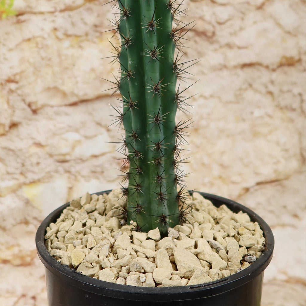 Cereus aethiops