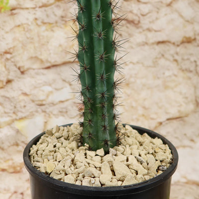 Cereus aethiops