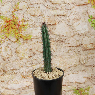 Cereus aethiops