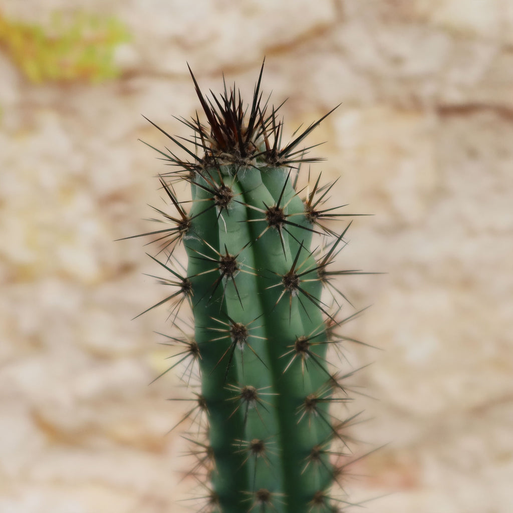 Cereus aethiops