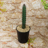 Cereus aethiops