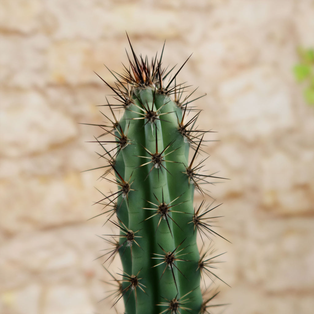 Cereus aethiops