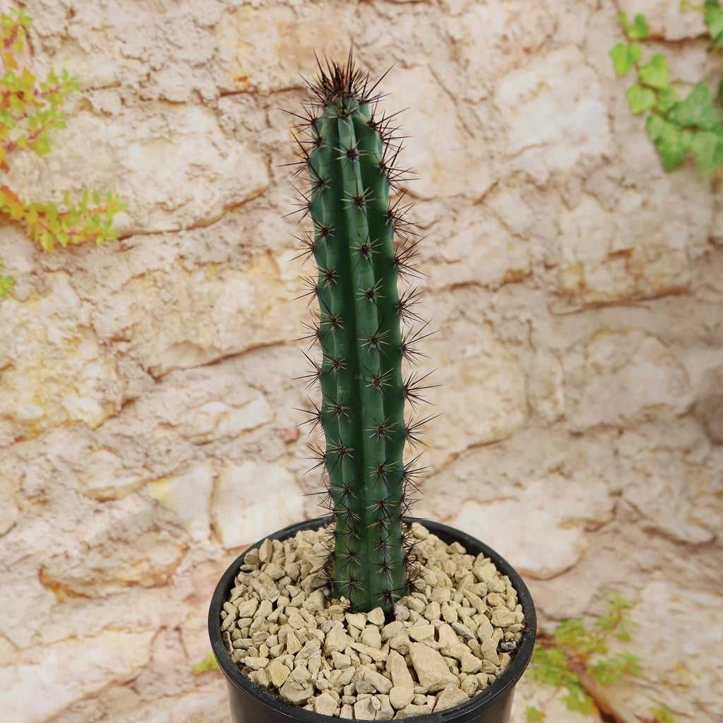 Cereus aethiops