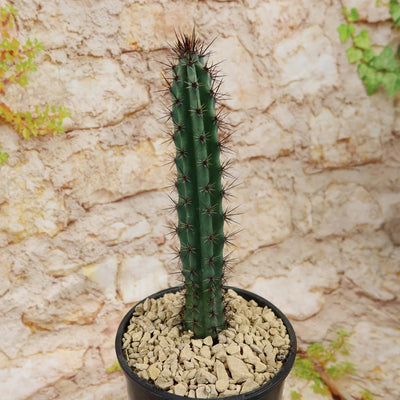 Cereus aethiops