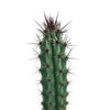 Cereus aethiops