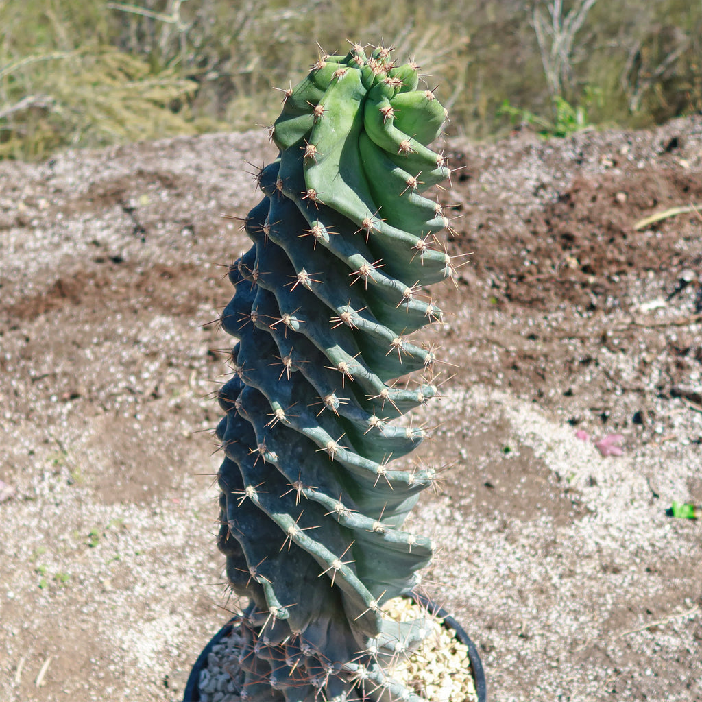 Spiral Cactus - Cereus forbesii &