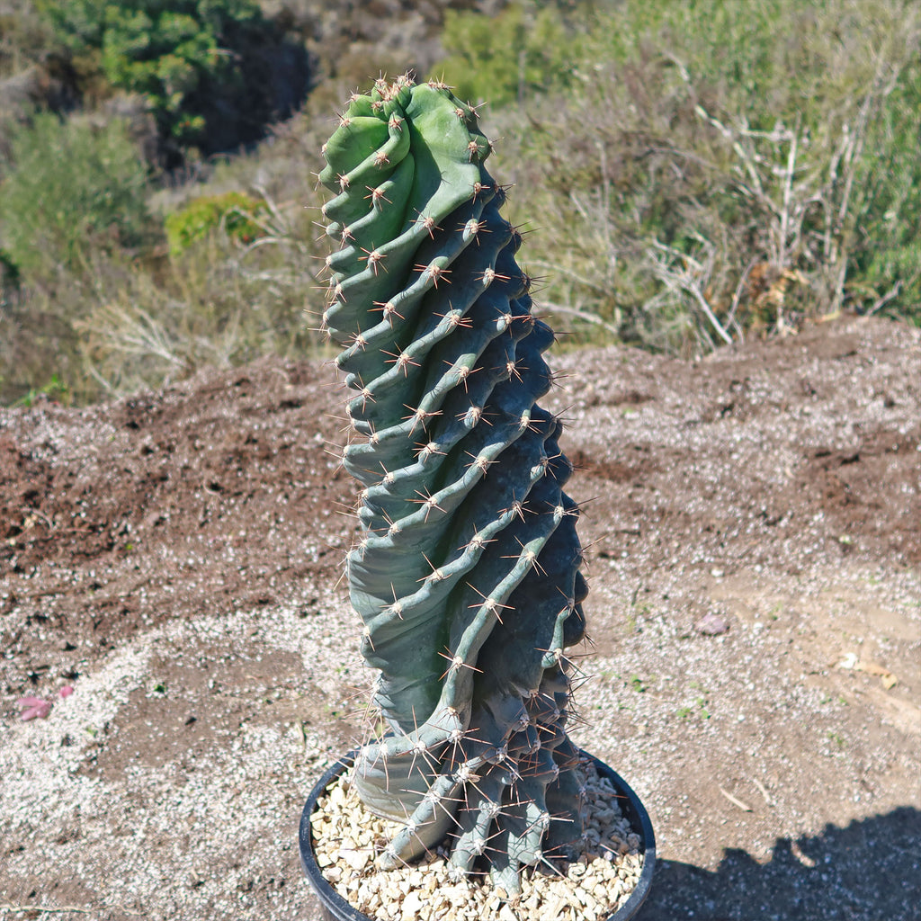 Spiral Cactus - Cereus forbesii &
