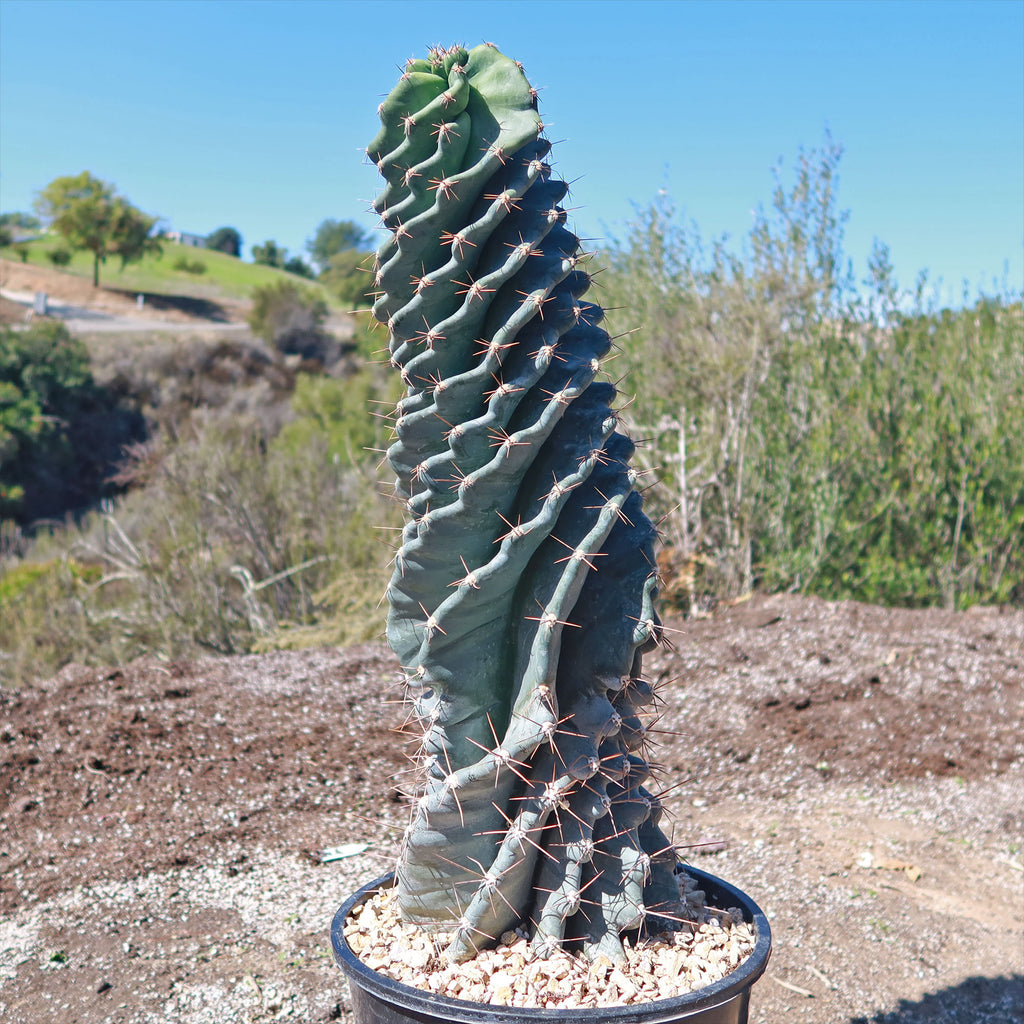 Spiral Cactus - Cereus forbesii &