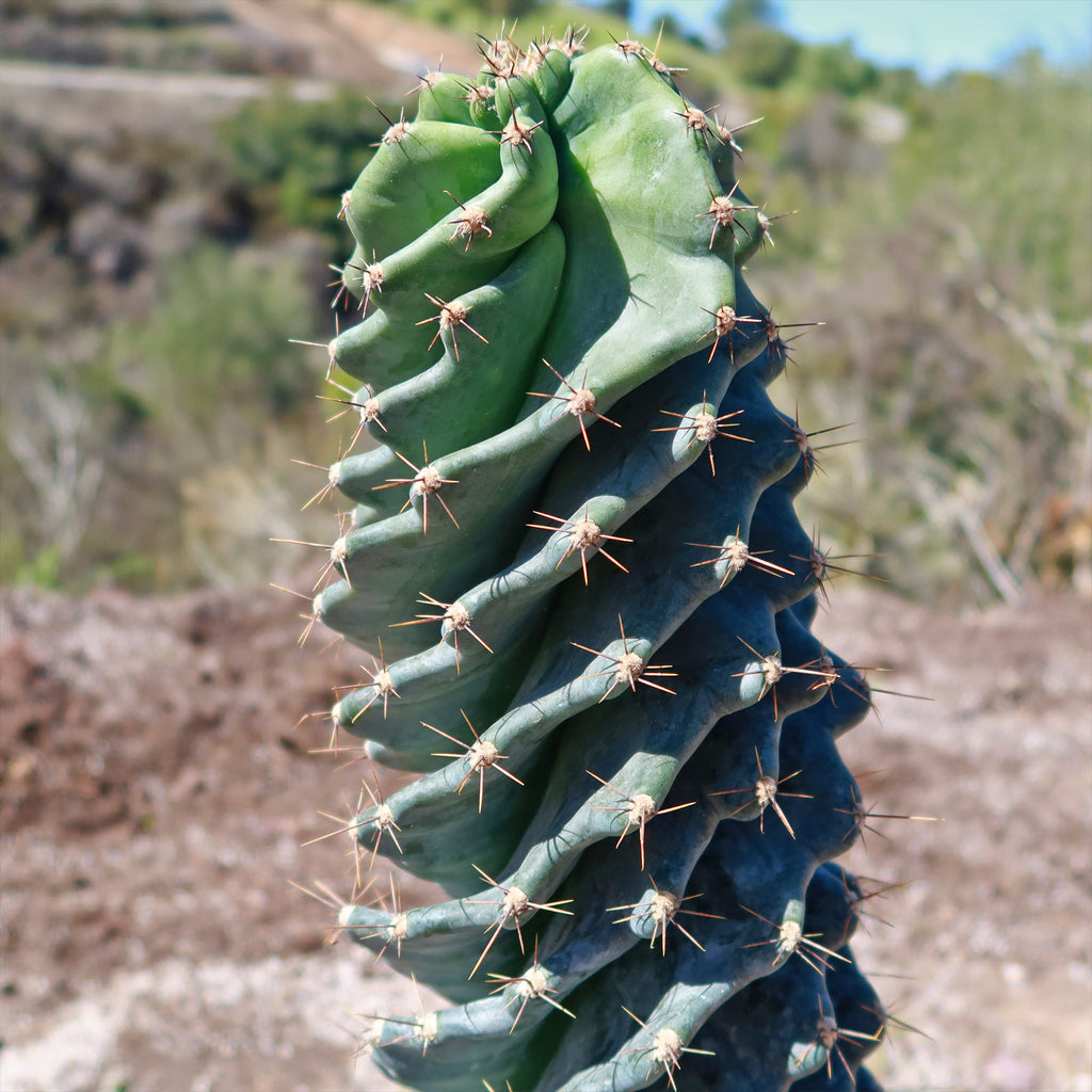 Spiral Cactus - Cereus forbesii &
