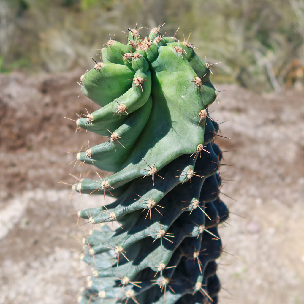 Spiral Cactus - Cereus forbesii &