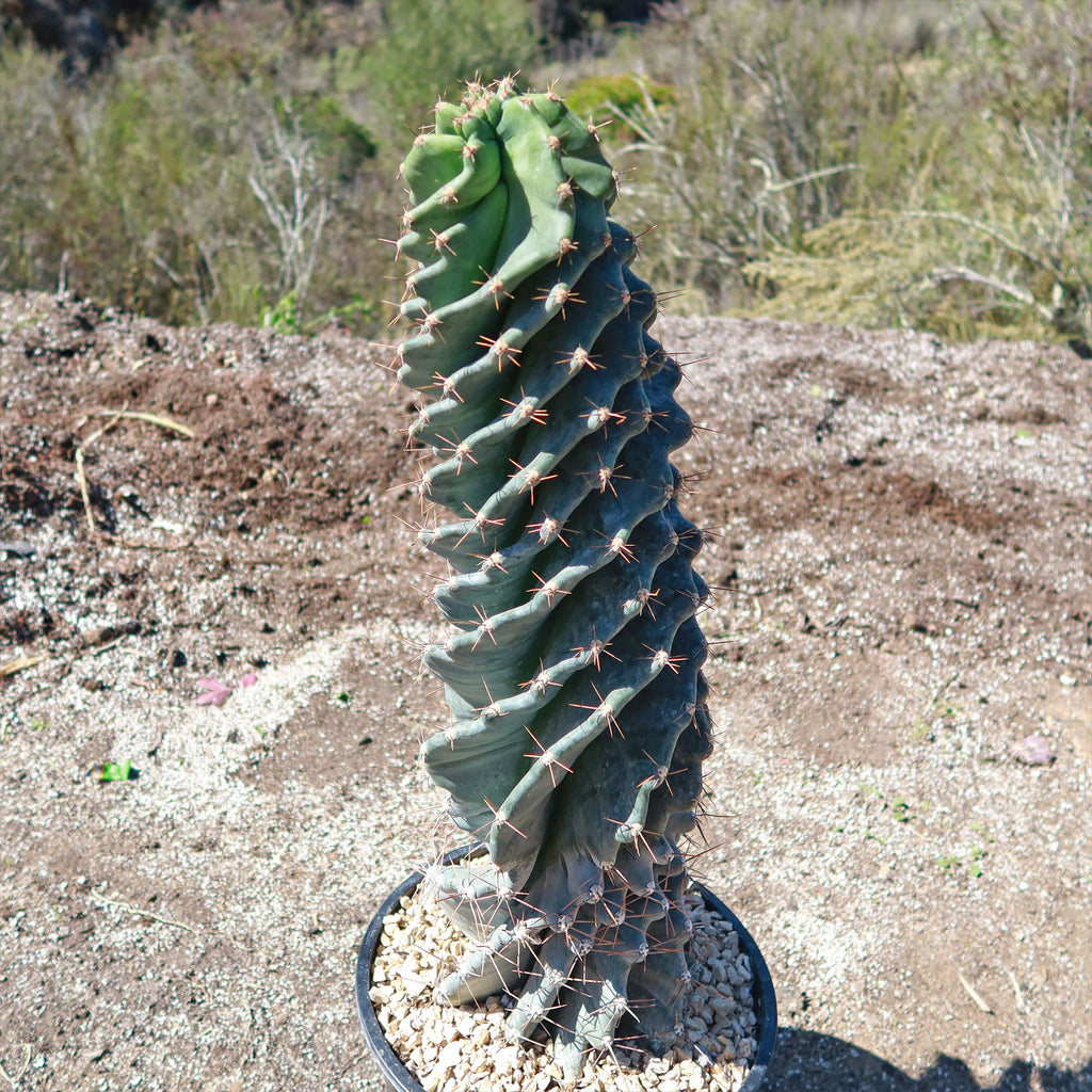 Spiral Cactus - Cereus forbesii &