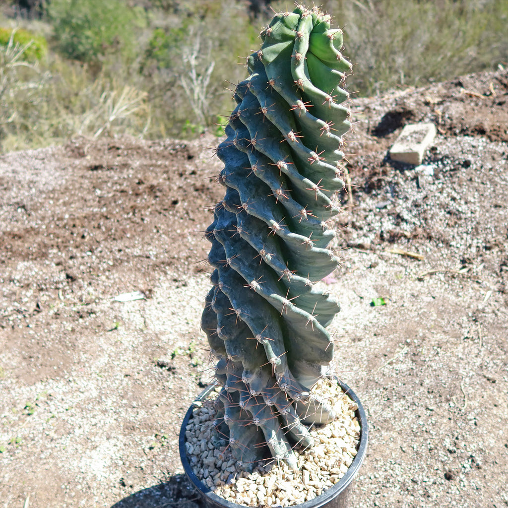 Spiral Cactus - Cereus forbesii &