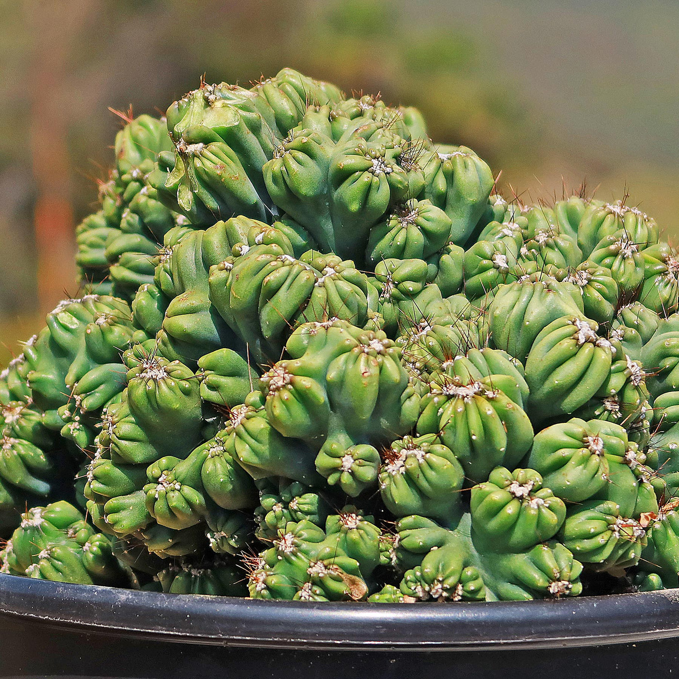 succulents box cereus ming thing cereus forbesii monstrose Cereus forbesii monstrose 'Ming Thing'