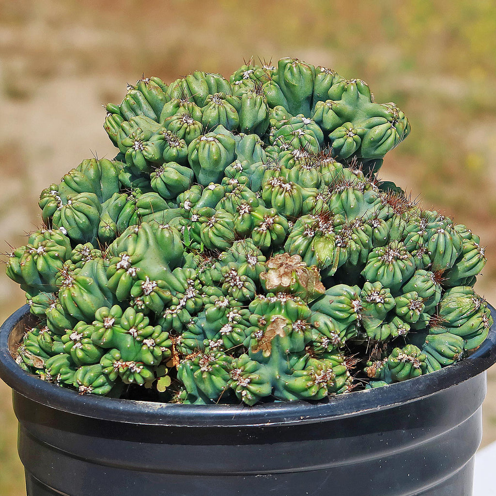 Cereus forbesii monstrose &