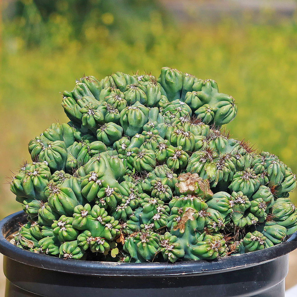 Cereus forbesii monstrose &